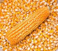 Yellow Corn Gmo-non Gmo