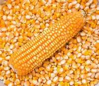 Yellow Corn Gmo-non Gmo