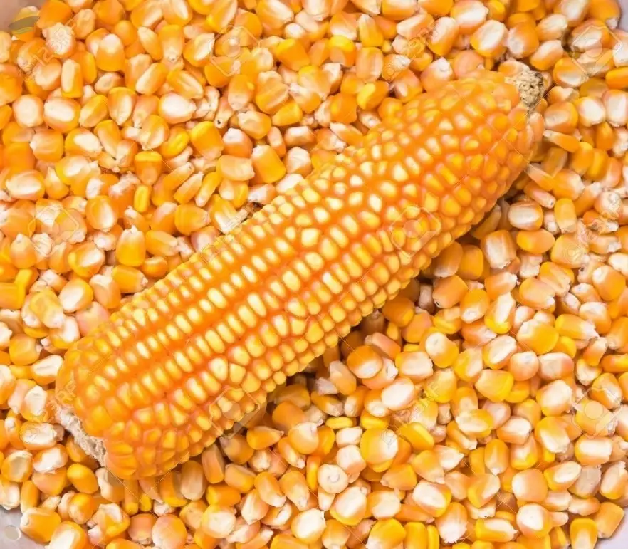 Yellow Corn Gmo-non Gmo