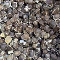 Moringa Seeds