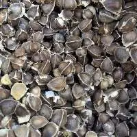 Moringa Seeds