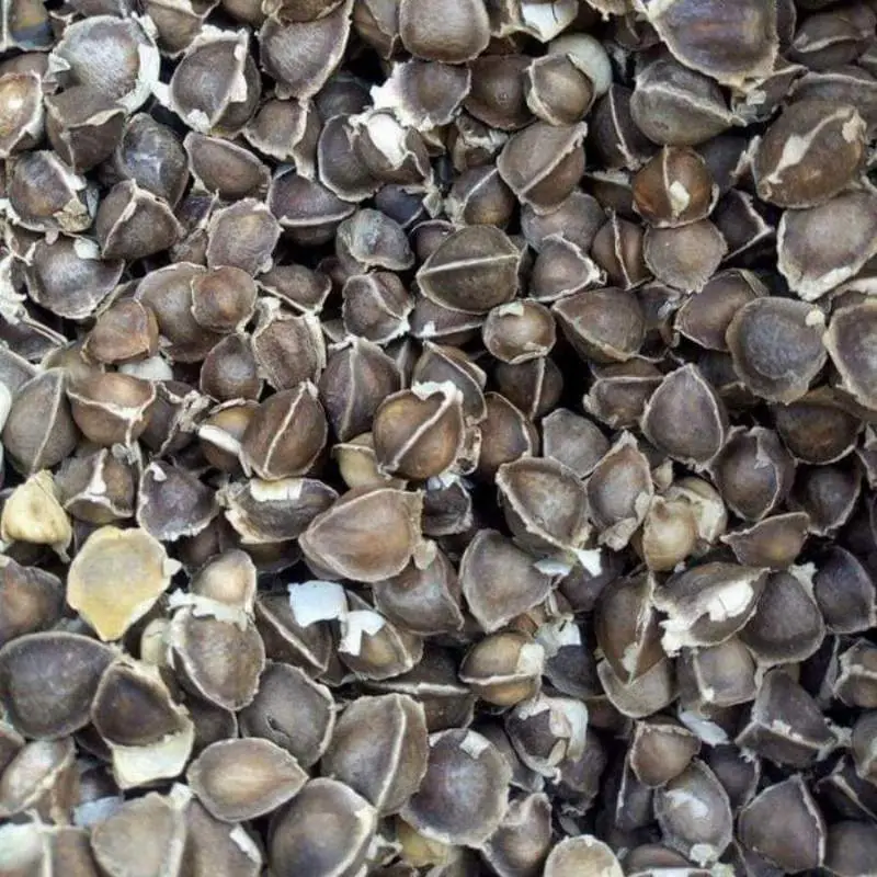 Moringa Seeds