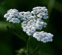 Yarrow Oil