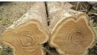 Ghana Teak Wood