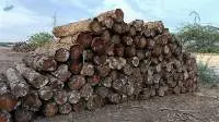 Panama Teak Logs