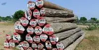 Burma Teak Logs