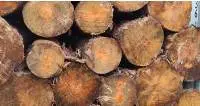 Pine Logs
