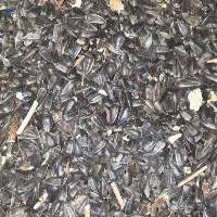Sunflower Seeds For Oil