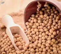 Soybean Seeds