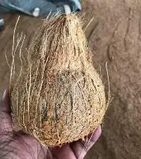 Coconut & Coconut related products