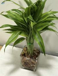 Indoor live decorative plants