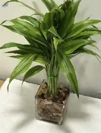 Indoor live decorative plants