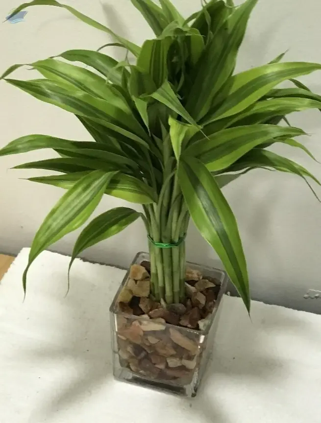Indoor live decorative plants