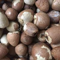 Betel Nuts
