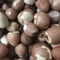 Betel Nuts