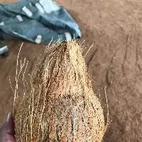 Semi Husked