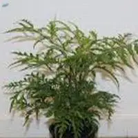 polyscias Filicifolia