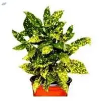 Croton Petra, Banana and Acubaefolia