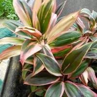 Cordyline Fire Cracker