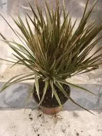 Marginata green and bicolour