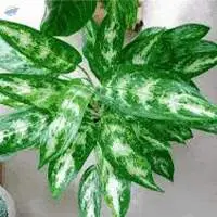 Aglaonema Pseudibracteatu