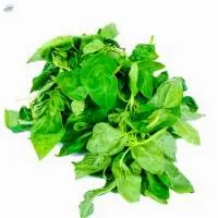 Basil leaves
