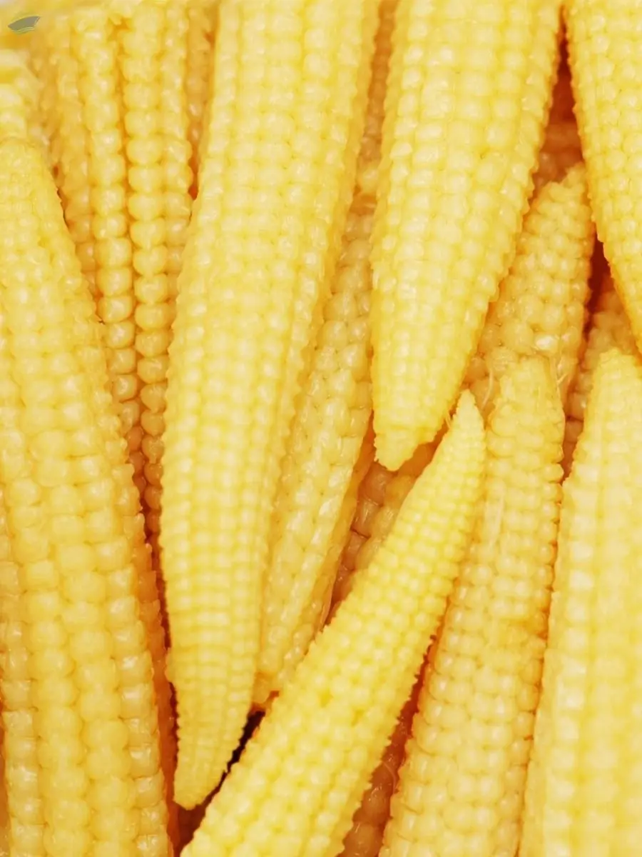 Baby Corn