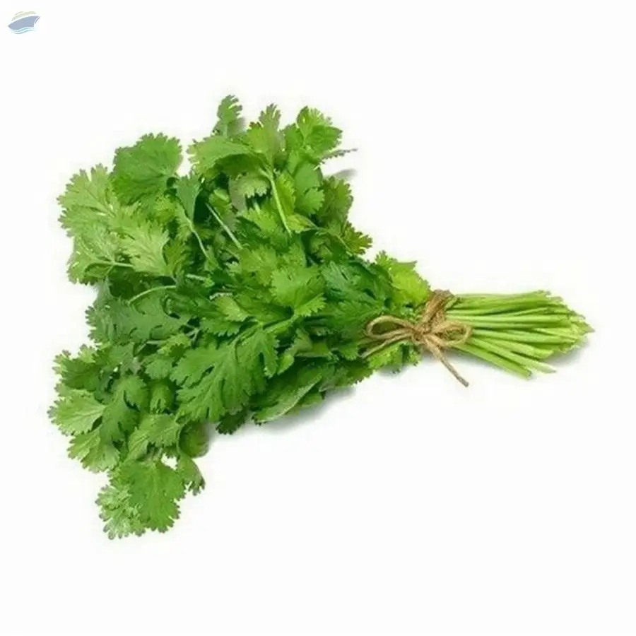 Coriander Leaves by AMI Lanka (Pvt) Limited. Supplier from Sri Lanka