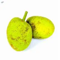 Bread Fruit