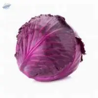 Cabbage Purple
