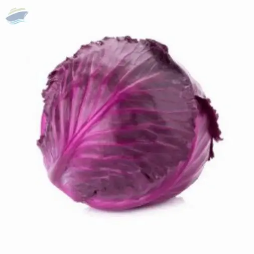 Cabbage Purple