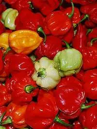Hot Chilli