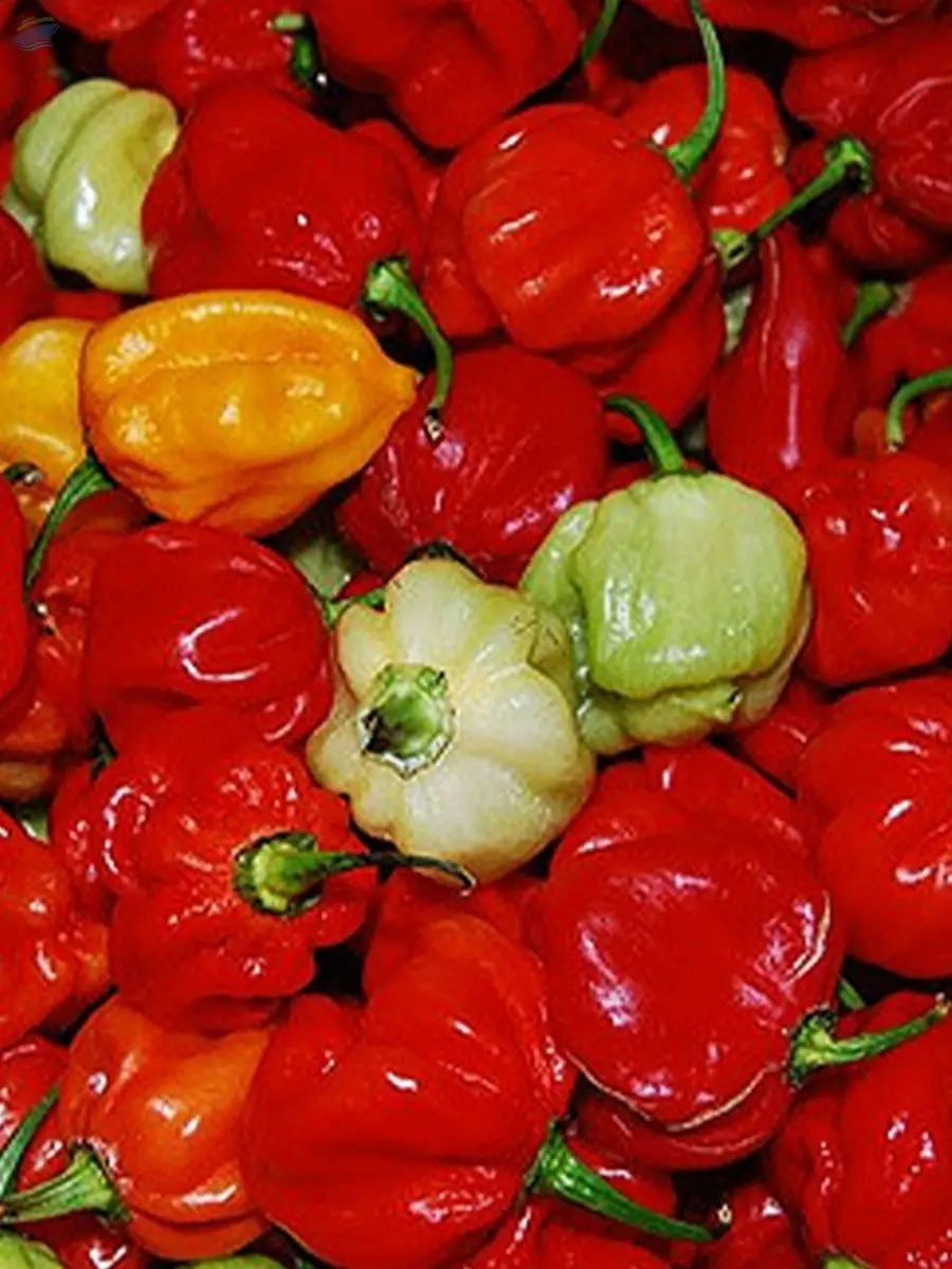 Hot Chilli