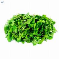 Gotu Kola