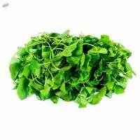 Gotu Kola