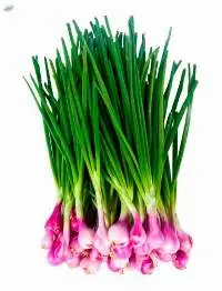 Spring Onion