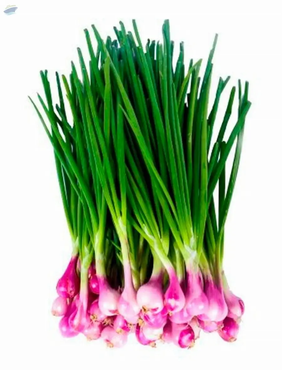 Spring Onion