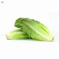 Romaine