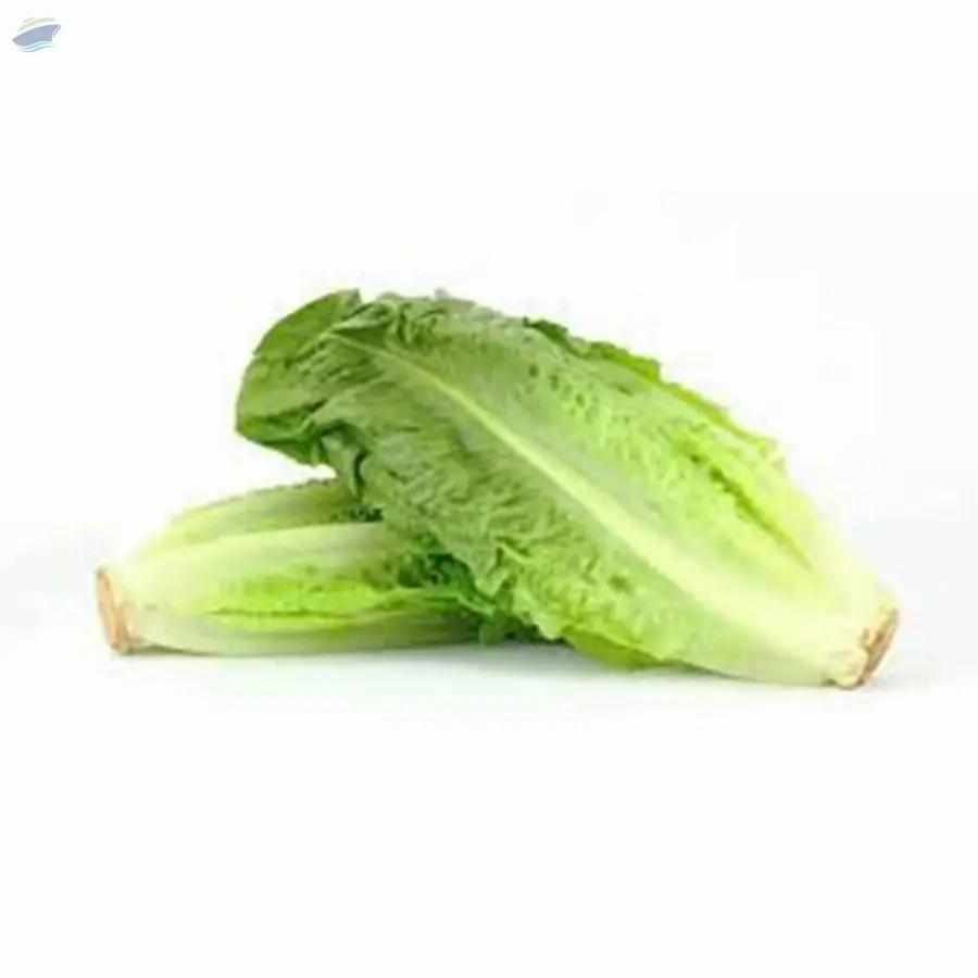 Romaine