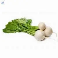 Radish