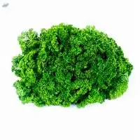 Parsley