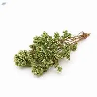 Oregano