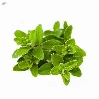 Marjoram