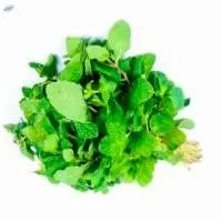 Mint Leaves