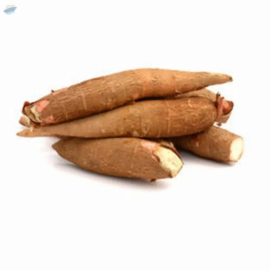 Manioc