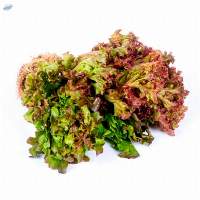 Lettuce Red And Green