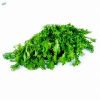 Lettuce Frisee