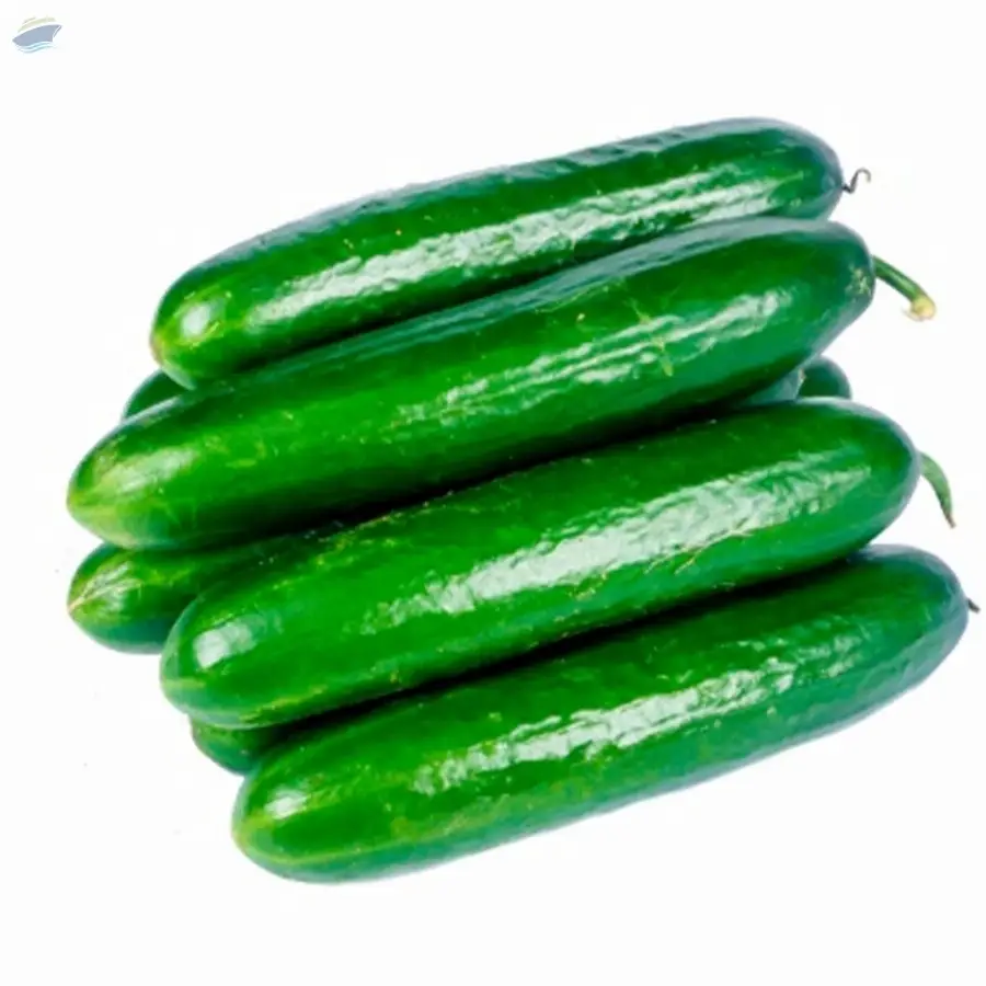 Japanese Cucumber by AMI Lanka (Pvt) Limited. Supplier from Sri Lanka
