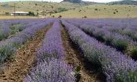 Lavender Essential Oil