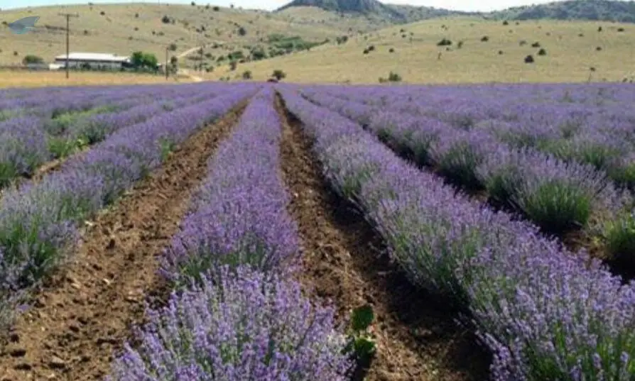 Lavender Essential Oil
